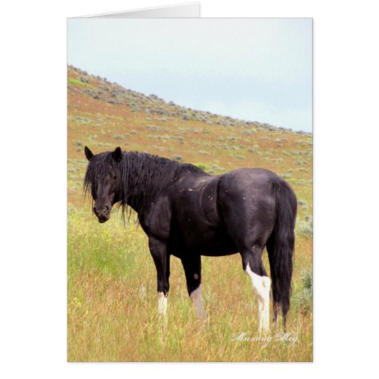 Wild Card~ Band Stallion of Steens Card