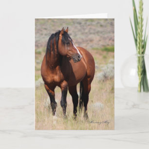 Wild Card~ Honour, Wild Stallion of Steens Card