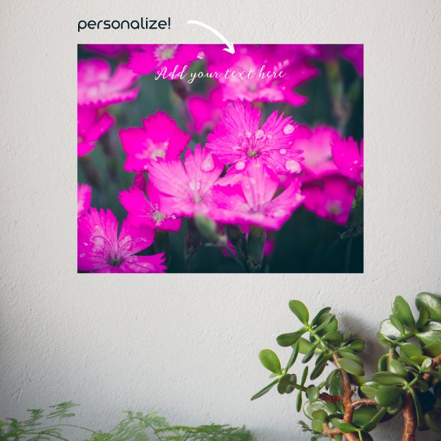 Wild carnations after rain poster (Creator Uploaded)