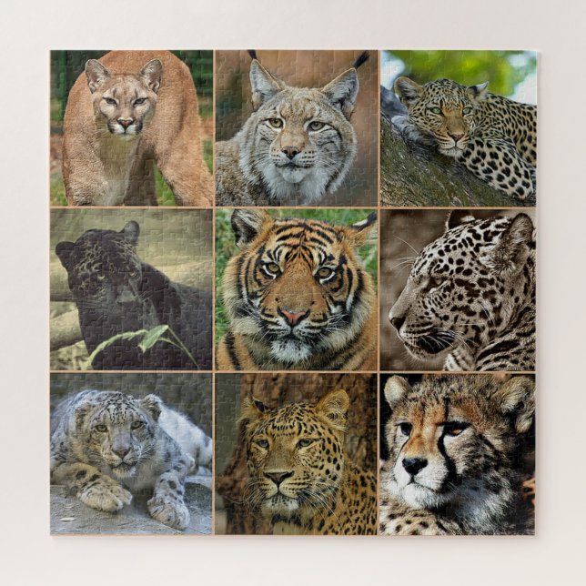Wild Cats Photo Puzzle (Horizontal)