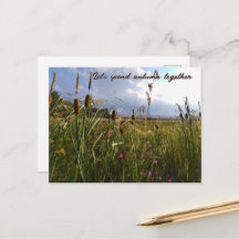 Wild Cattails and Summer Meadow