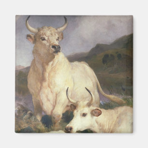 Wild Cattle of Chillingham (Cows) Magnet