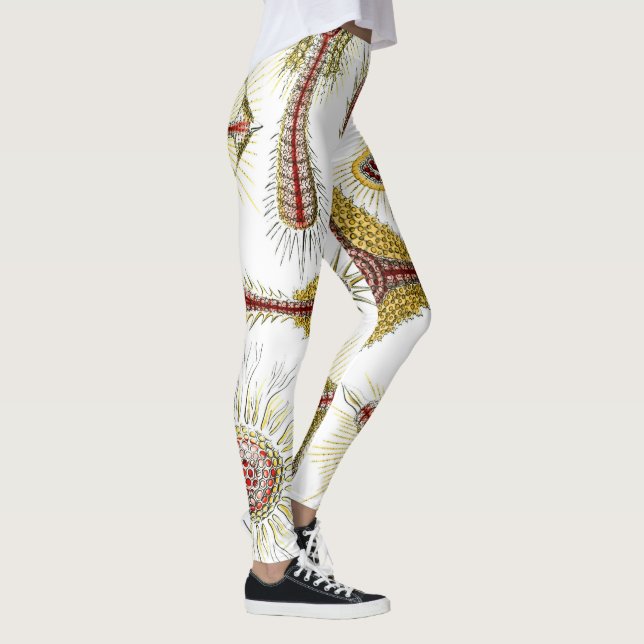 Wild Chamomile by Ernst Haeckel, Vintage Nature Leggings (Right)