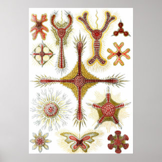 Wild Chamomile by Ernst Haeckel, Vintage Nature Poster