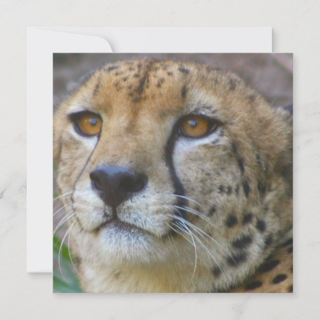 Wild Cheetah Invitations (Front)