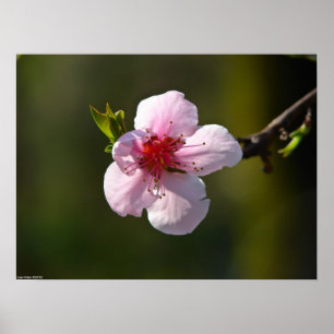 Wild Cherry Blossom in the Sun Poster