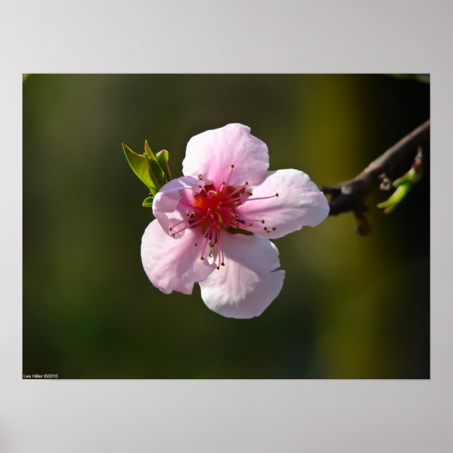 Wild Cherry Blossom in the Sun Poster (Front)