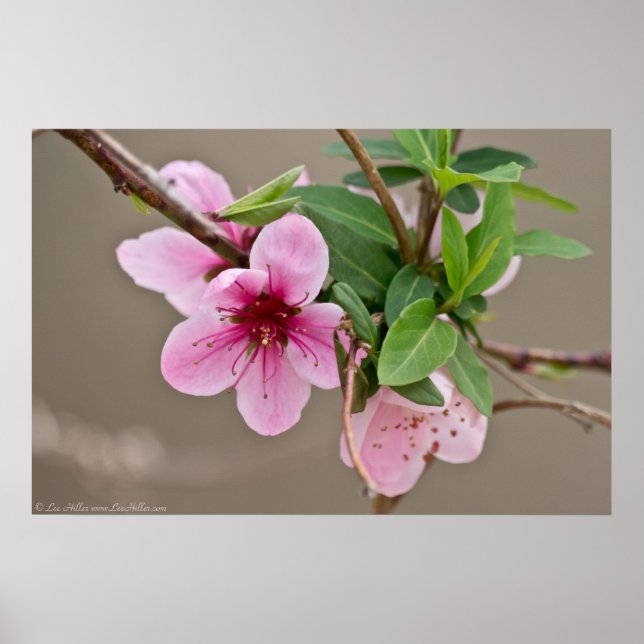 Wild Cherry Blossoms in the Forest Poster (Front)