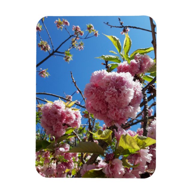Wild Cherry pink Blossom Tree Magnet (Vertical)
