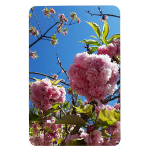 Wild Cherry pink Blossom Tree Magnet