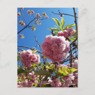 Wild Cherry pink Blossom Tree Postcard