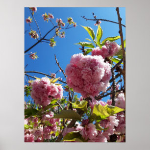 Wild Cherry pink Blossom Tree Poster