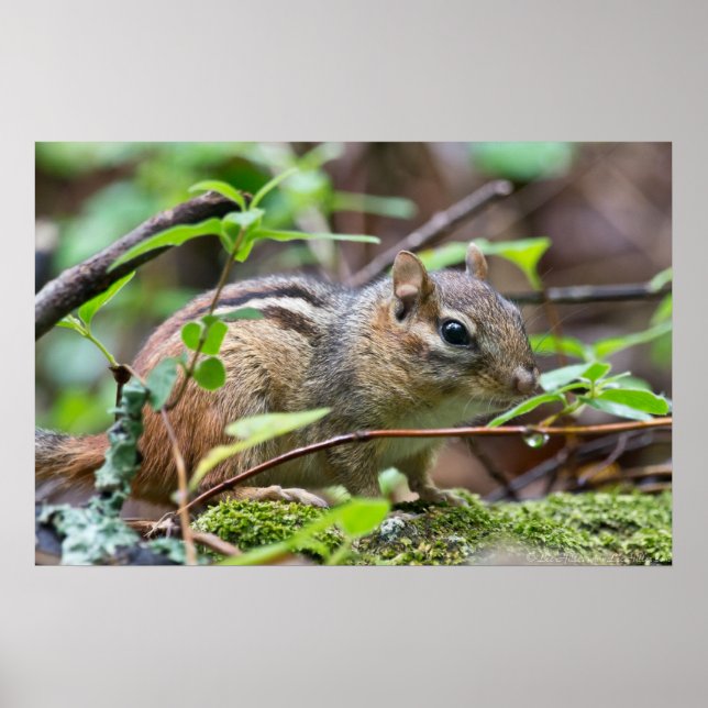 Wild Chipmunk in the Rain Poster (Front)