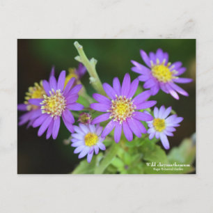 Wild chrysanthemum:Postcard Postcard