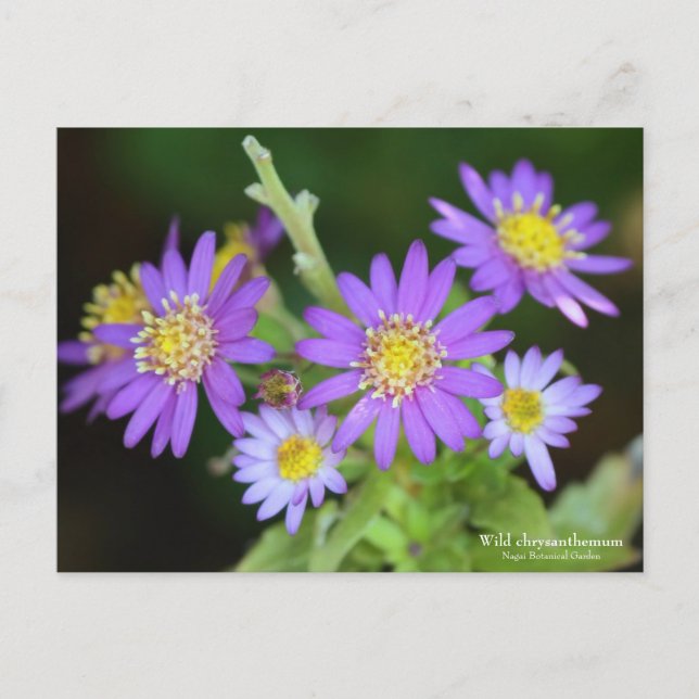 Wild chrysanthemum：Postcard Postcard (Front)