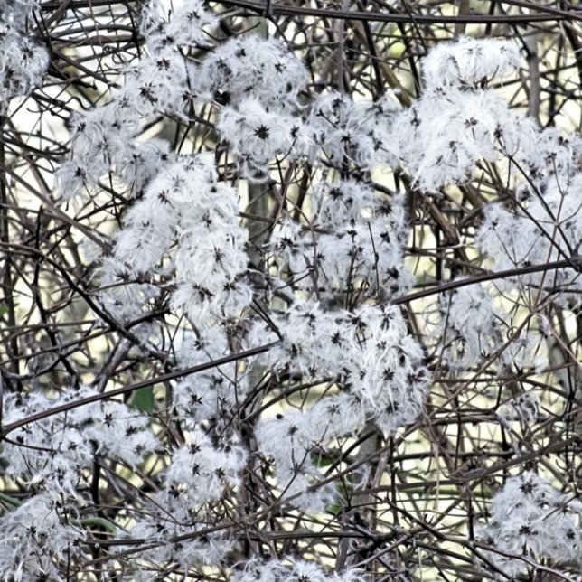 WILD CLEMATIS POSTCARD (A pretty wild seed heads clematis photographic design.)