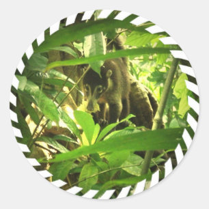 Wild Coati Stickers