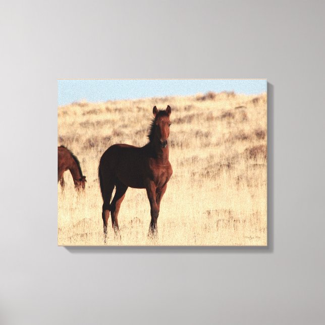 Wild Colt Canvas Print (Front)