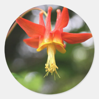 Wild Columbine Classic Round Sticker