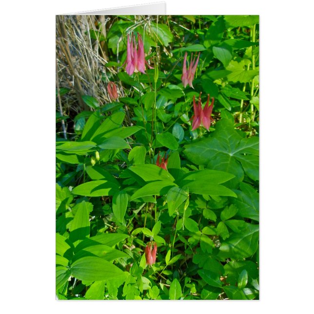 Wild Columbine Note Card (Front)