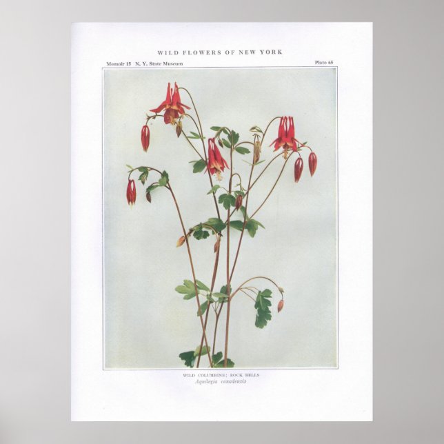 Wild Columbine; Rock Bells - Aquilegia canadensis Poster (Front)