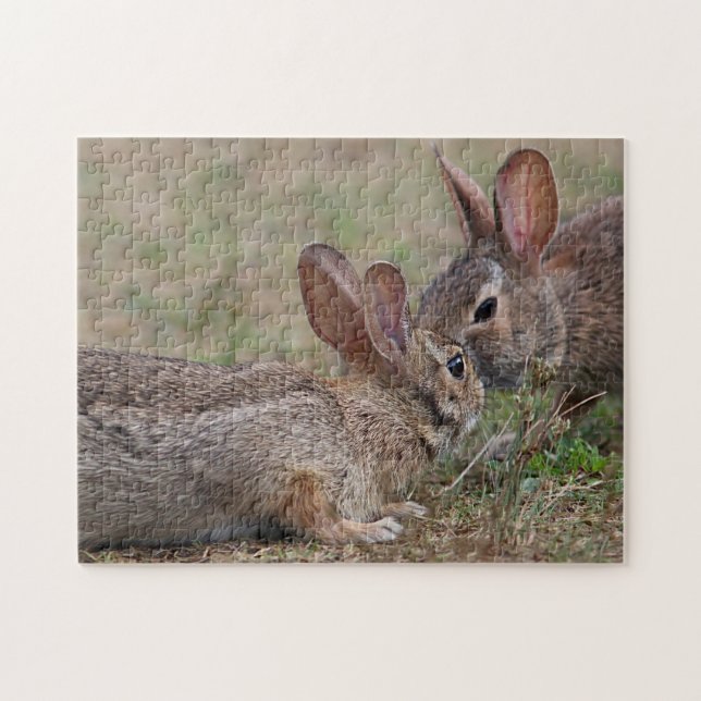 Wild cottontail rabbits jigsaw puzzle (Horizontal)