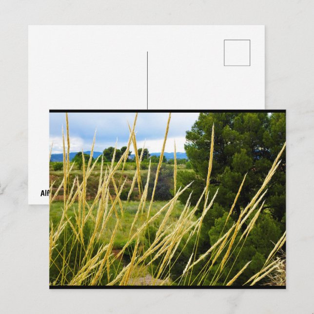 Wild Country Grass Postcard (Front/Back)