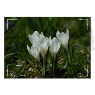 wild crocuses