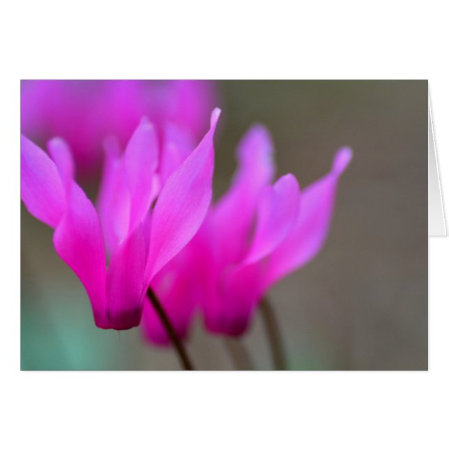 Wild Cyclamen Macro (Front Horizontal)