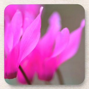 Wild Cyclamen Macro Coaster