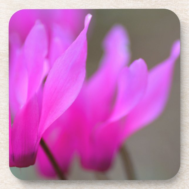 Wild Cyclamen Macro Coaster (Front)