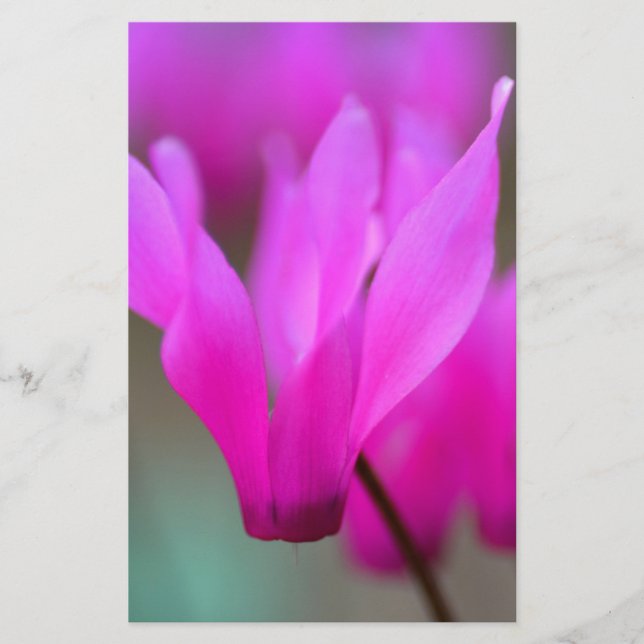 Wild Cyclamen Macro Stationery (Front)