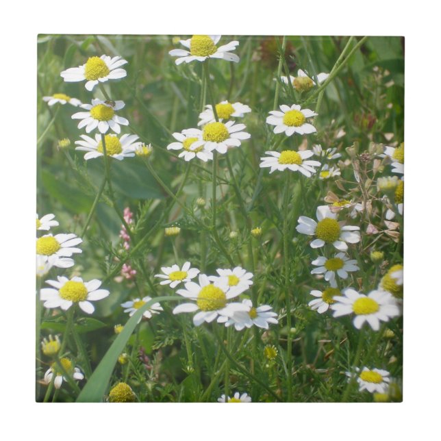 Wild Daisies Ceramic Tile (Front)