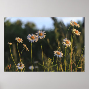 Wild Daisies in a Field Poster