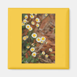 Wild Daisies Magnet