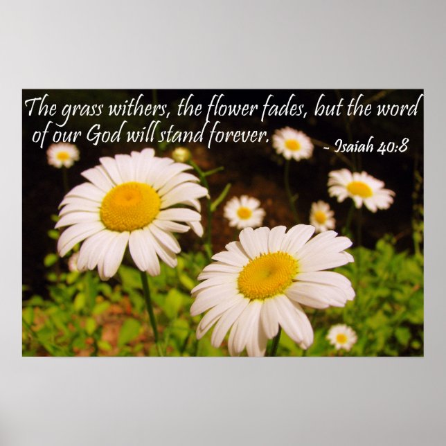 Wild Daisies with Isaiah 40:8 Poster (Front)