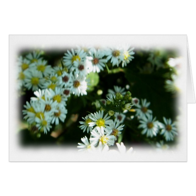Wild Daisy Fleabane Flower Blank Note Card (Front Horizontal)