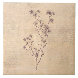 Wild Daisy Flower Wildflower Antique Script Paper Ceramic Tile