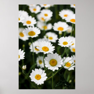 Wild daisy flowers close up poster