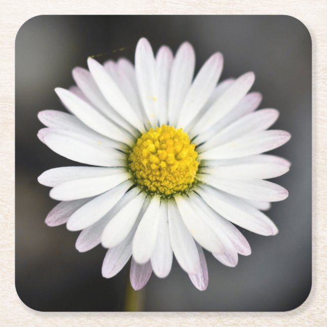 Wild Daisy White and Yellow Square Paper Coaster (Front)