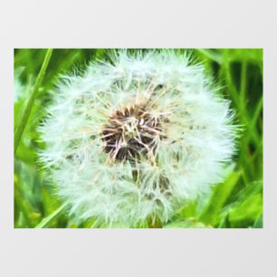 Wild Dandelion Romania Botanical Macro Photograpy