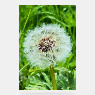 Wild Dandelion Romania Botanical Macro Photograpy Acrylic Sign