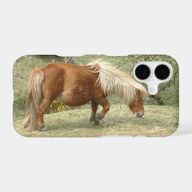 Wild Dartmoor Ponies, British horse (Back (Horizontal))