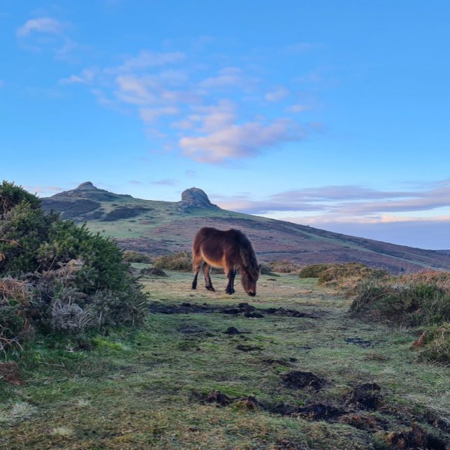Wild Dartmoor Pony Horse Magnet (Creator Uploaded)