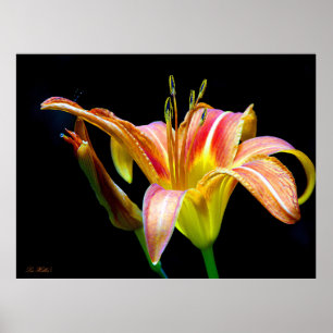 Wild Daylily On A Dark Morning Hike Poster