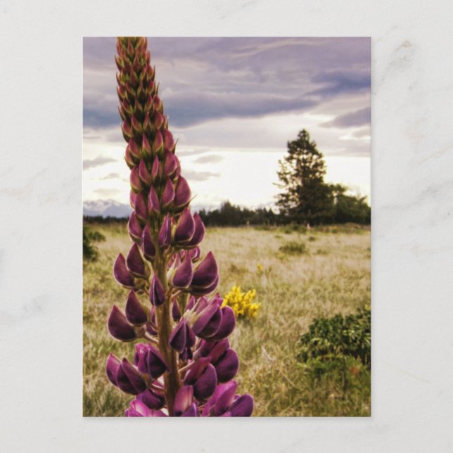 Wild deep pink Lupins @ New Zealand Postcard (Front)