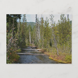 Wild Deschutes River, Oregon Postcard
