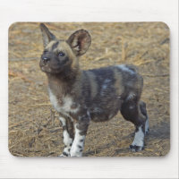Wild Dog Puppy
