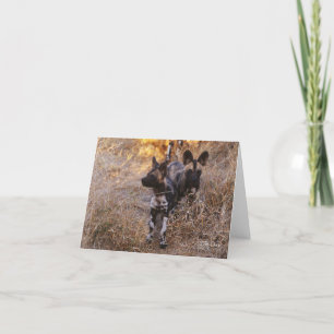 Wild Dogs Greeting Card