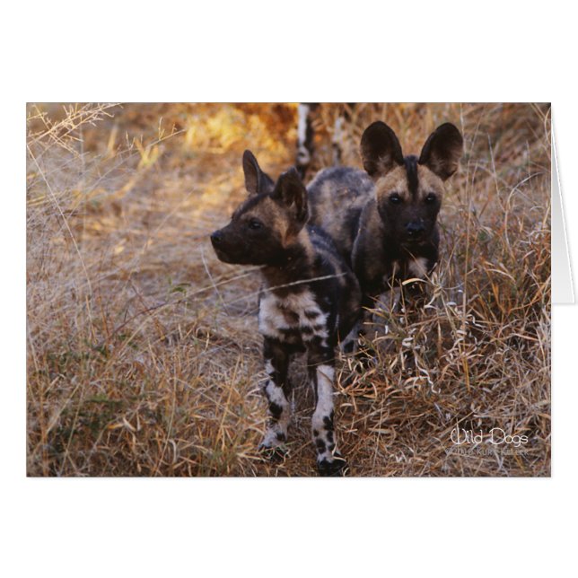Wild Dogs Note Cards (Front Horizontal)